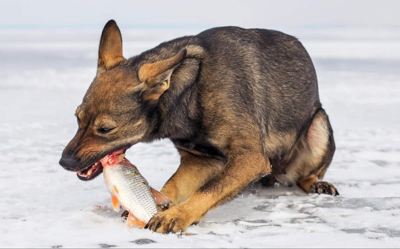 Dog catching fish in snowy landscape, outdoor winter activity, playful pet with fishing catch, active dog in nature.