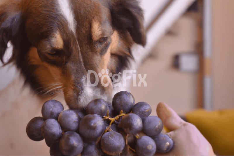 Dog and grapes, pet safety, dog health, pet care tips.