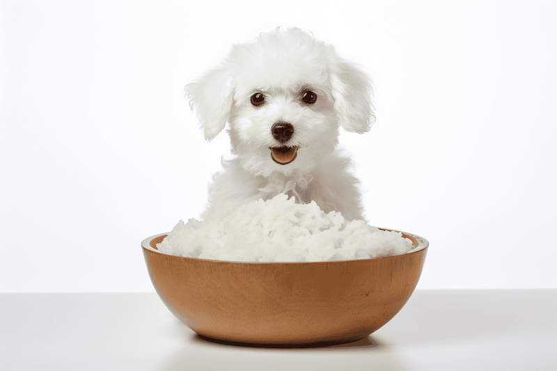 Dog eating rice, healthy dog food, outdoor pet meal, Rottweiler dog eating grain-based food.