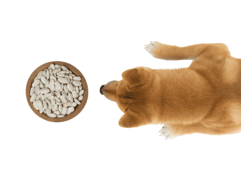 Adorable puppy looking at a bowl of white dog treats, promoting pet nutrition and healthy treats.