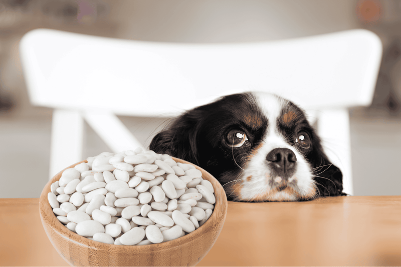 Adorable puppy resting with a bowl of white dog treats on the table.