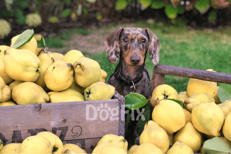 Bright image of a cute dog sitting among fresh pears in a garden setting.