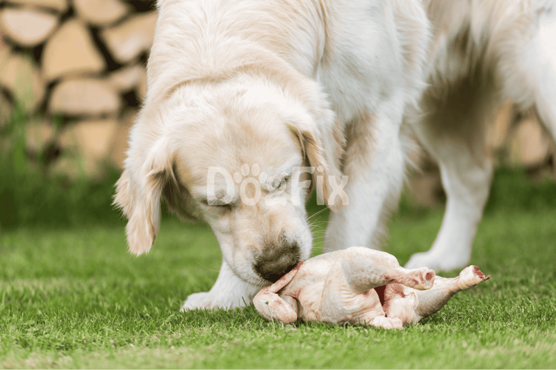 Adorable Golden Retriever puppy playing with raw chicken outdoors in a park setting.