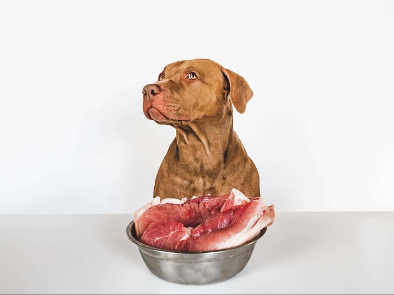 Dog with raw meat in bowl, pet nutrition and dog food concept.