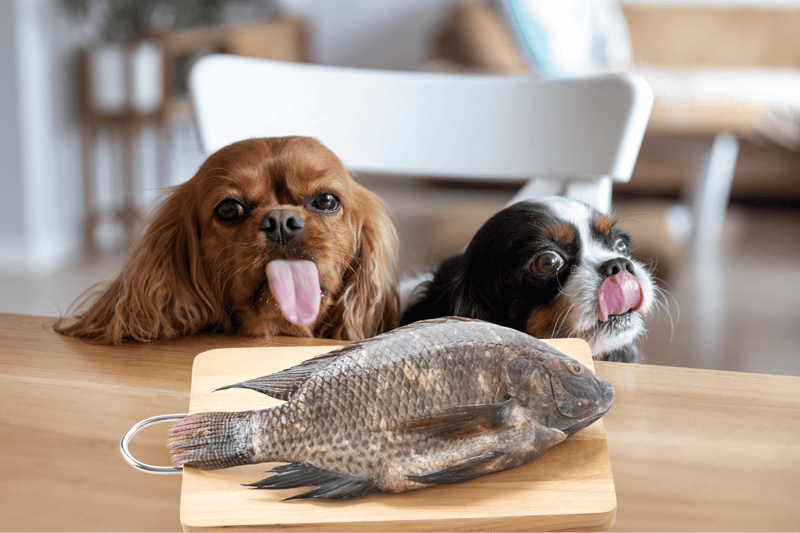 Cute dogs with fresh fish on a wooden table.