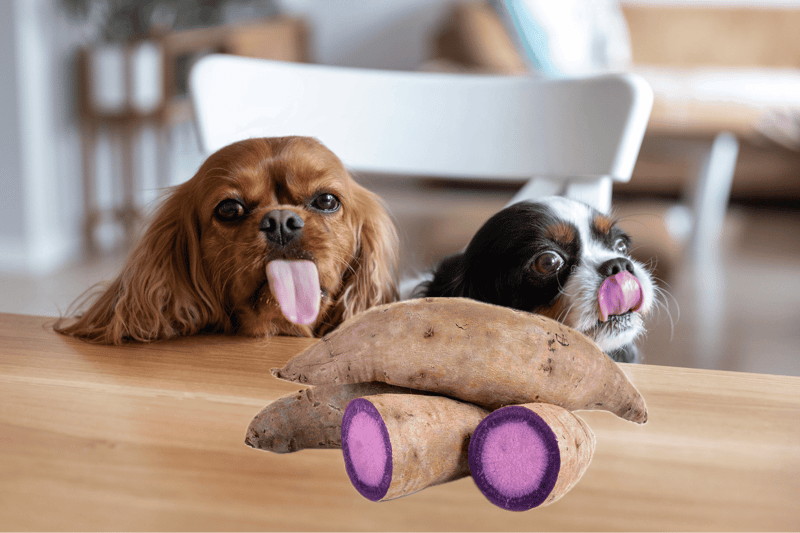 Adorable small dogs sticking out tongues, playing with purple-fleshed sweet potatoes on wooden table at home.