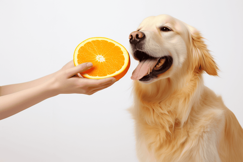 Can Dogs Have Citrus Fruits