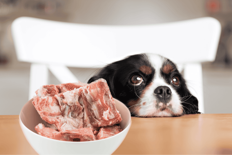 Dog with raw meat bowl.