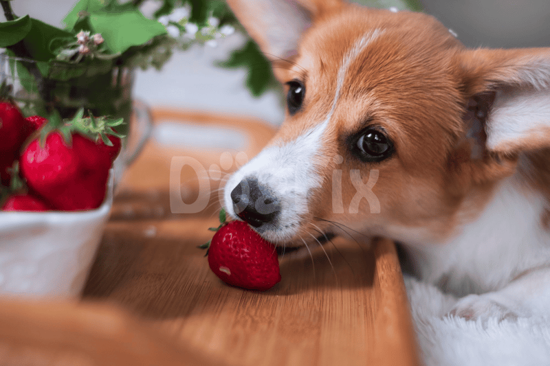 Cute puppy chewing strawberry near a bowl of strawberries and flowers, loved pet care images.