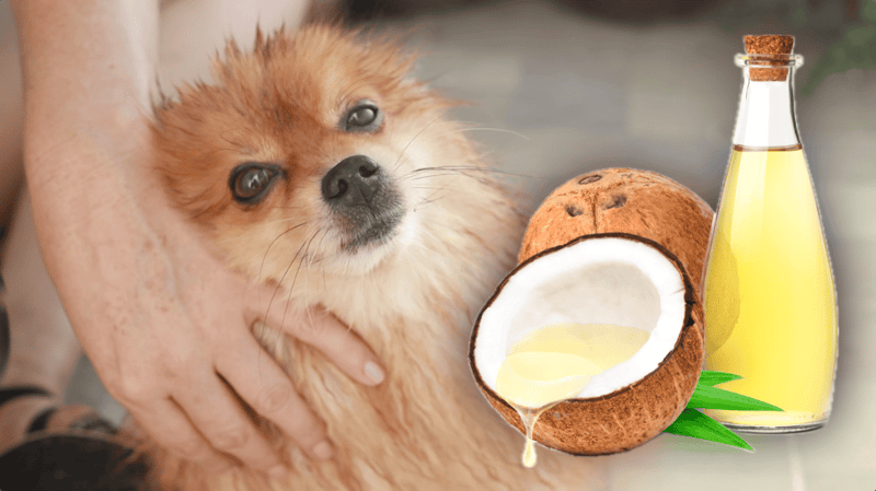 Natural coconut oil for dogs and healthy pet supplements.