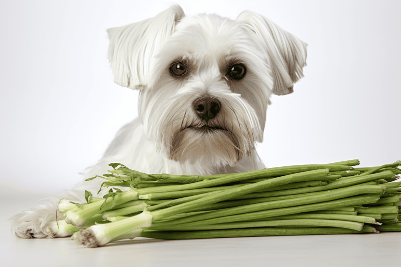 Dog with fresh green celery sticks, promoting nutritious pet diets, healthy dog tips, and natural food choices for dogs.