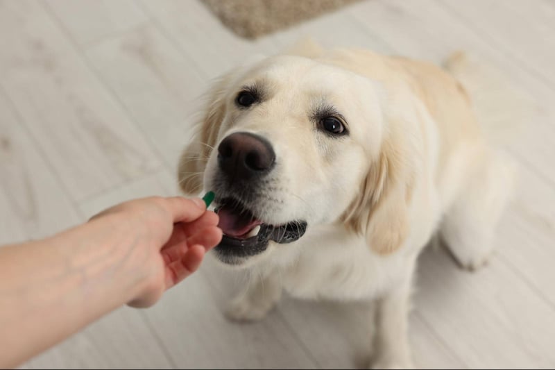 Golden retriever receiving treat from owner indoors.