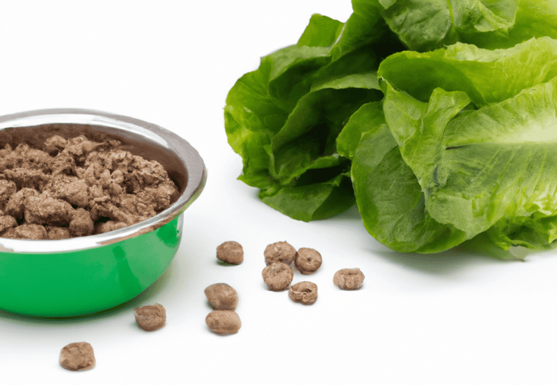 Healthy dog food and fresh lettuce for nutritious pet meals and treats.