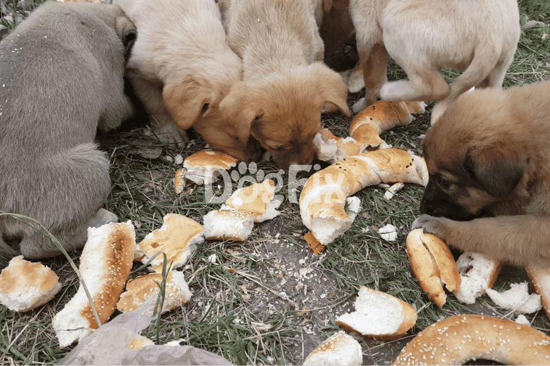 Adorable puppies munching bread on grass, showcasing playful and loving dog behavior.