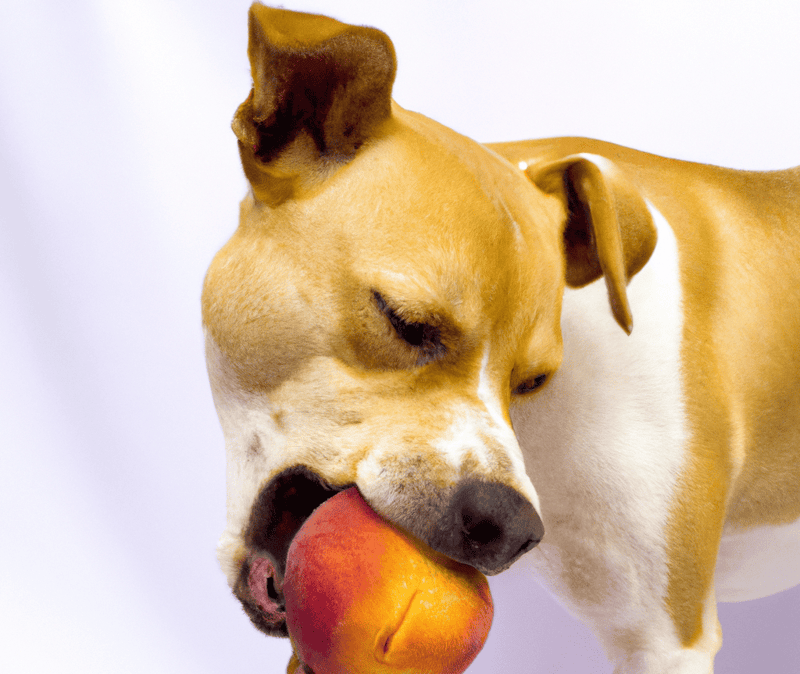 Cute dog holding an orange in its mouth for fun.