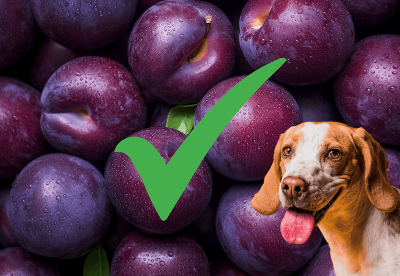 Delicious fresh plums with droplets and a joyful dog symbolizing healthy pet treats.