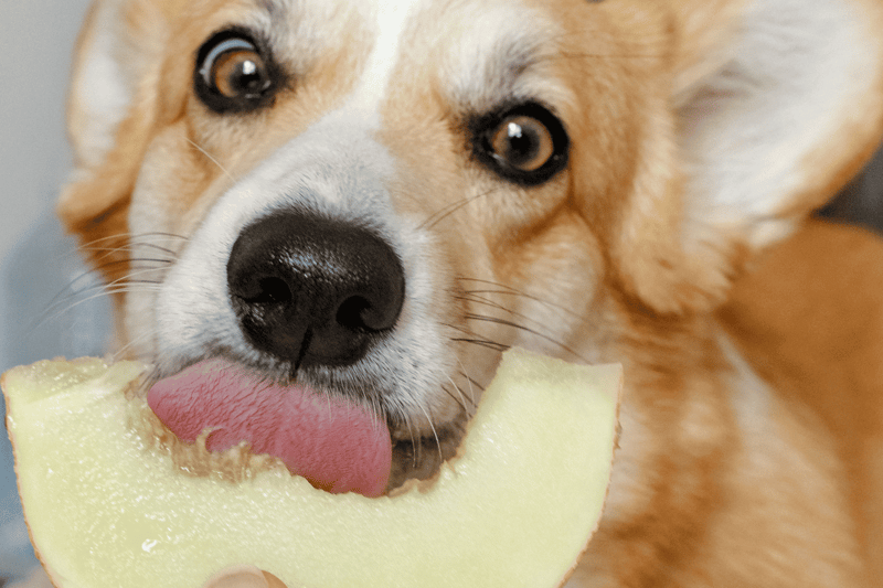 Cute dog licking melon slice, healthy pet treats, dogs love fruit snacks.