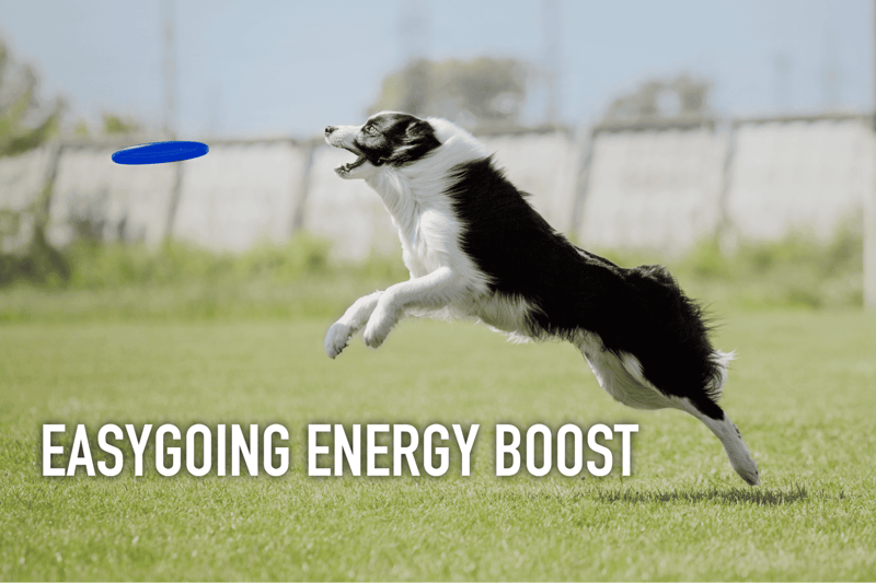 Happy Border Collie catching frisbee outdoors.