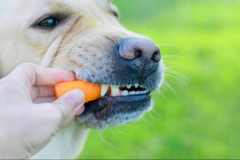 Close-up of a dog eating a carrot with a person's hand in a lush green outdoor setting.