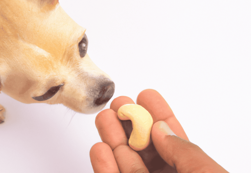 Close-up of a dog sniffing a cashew nut held by hand, promoting healthy dog treats from Dogfix.com.