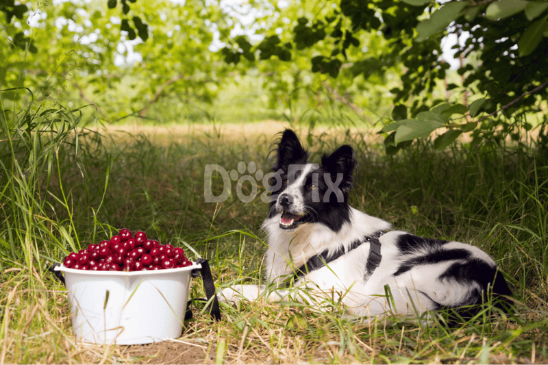 Dog lying in grass beside a white basket filled with cherries in lush green outdoor setting.