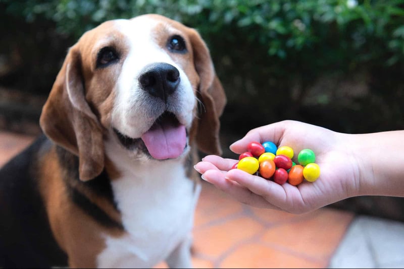 Cute dog receiving colorful treats from hand.