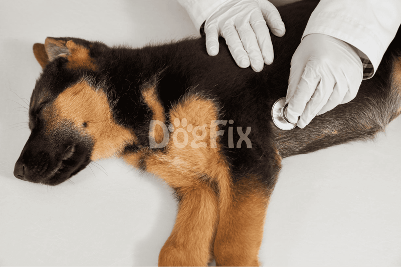 Veterinarian examining a puppy with a stethoscope for dog health and wellness.