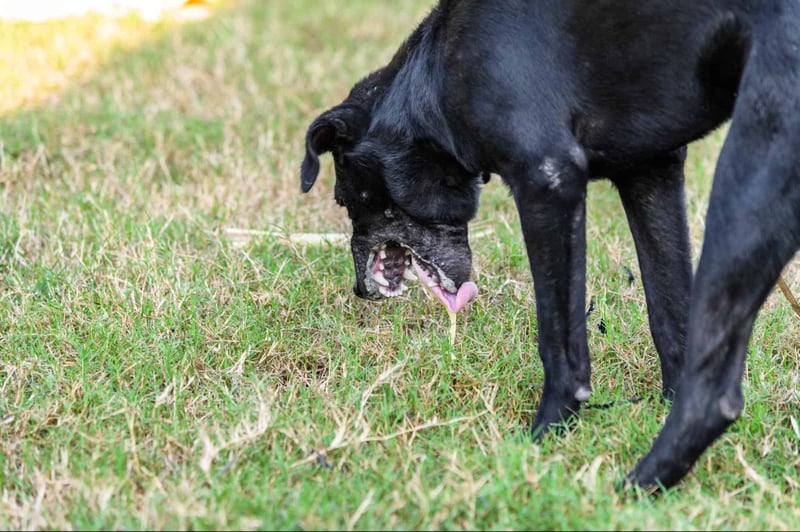 Black Labrador playing on green grass with its tongue out and food near its nose.