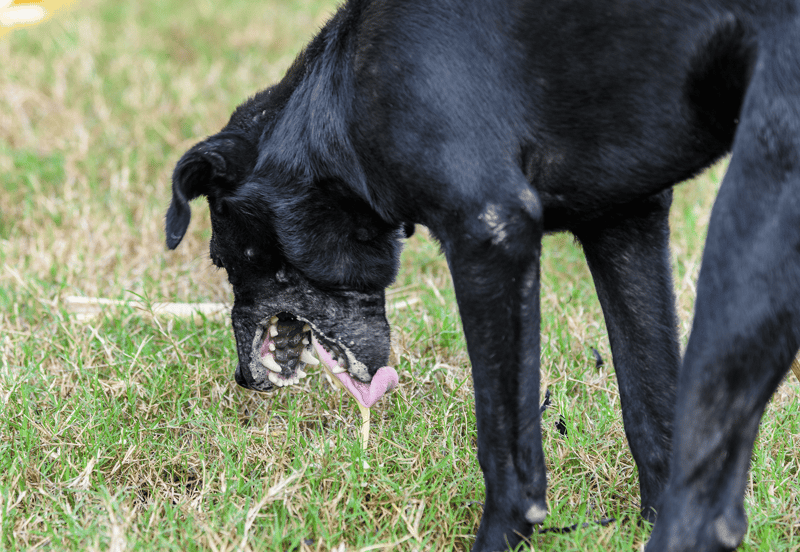 Licking grassy ground, happy dog outdoors.