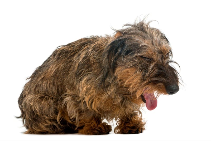 Adorable scruffy puppy with eyes closed, showing fluffy, textured fur on white background.