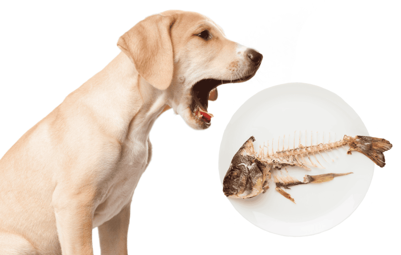 Dog sitting next to fish skeleton.