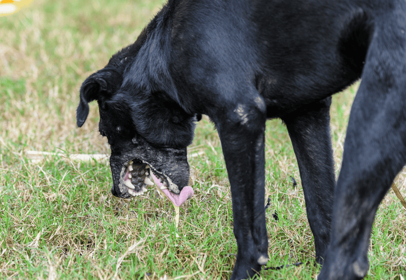 Dog fixing.com: dog playing fetch in grassy yard, active canine enjoying outdoor fun.