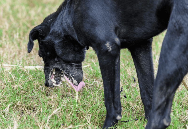 Dog training and behavior correction services for dogs.