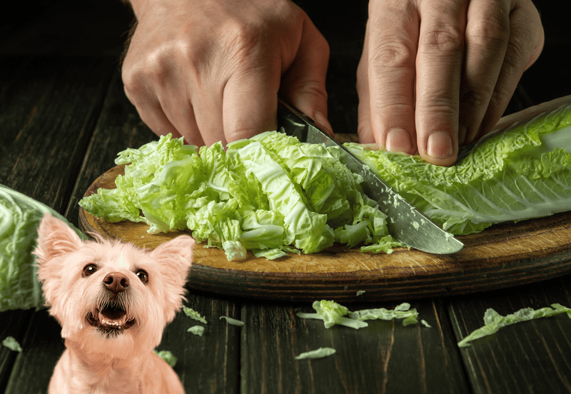 Healthy dog food, fresh vegetables, dog diet, dog treats, pet nutrition.