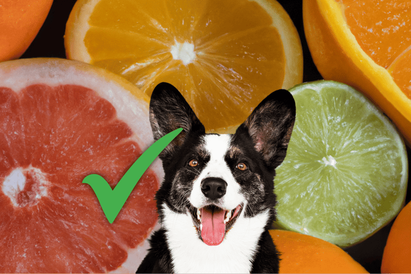 Fresh citrus fruits including orange, lime, grapefruit, and lemon with a smiling dog, emphasizing healthy and natural dog treats.