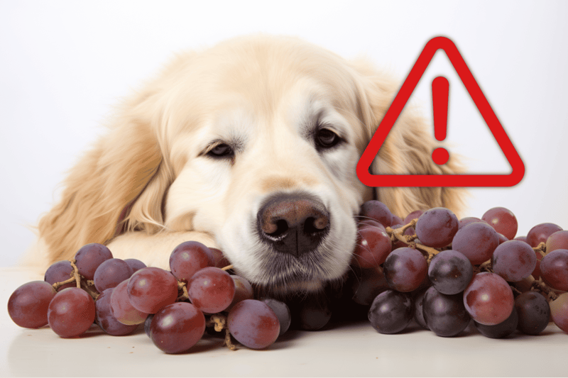 Close-up of a golden retriever lying on grapes with a warning icon.