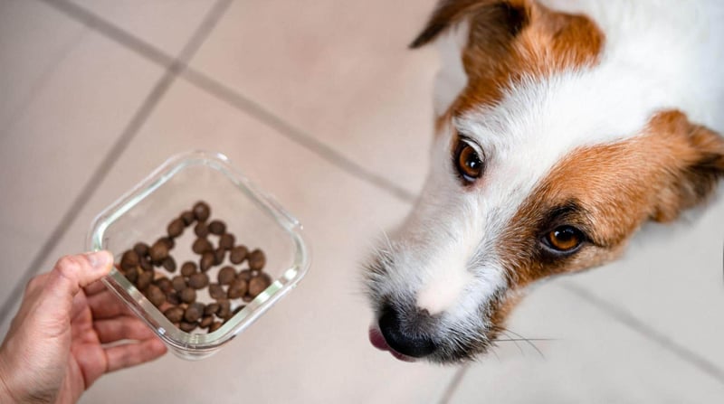 Alt: Close-up of a dog receiving a treat from a glass container with brown dog treats.