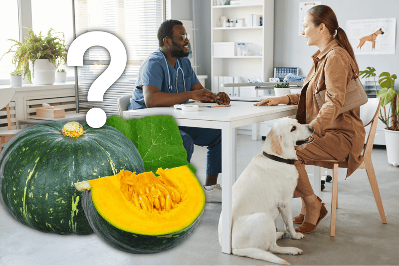A veterinarian consults a pet owner with her dog in a bright, modern clinic. Pumpkin imagery highlights pet health and wellness.