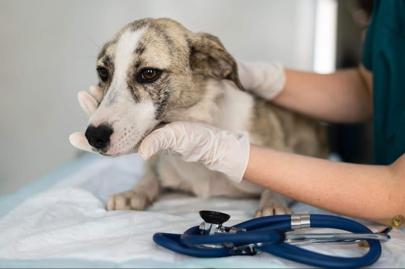 A veterinarian examines a dog with a stethoscope during a check-up at the animal clinic.