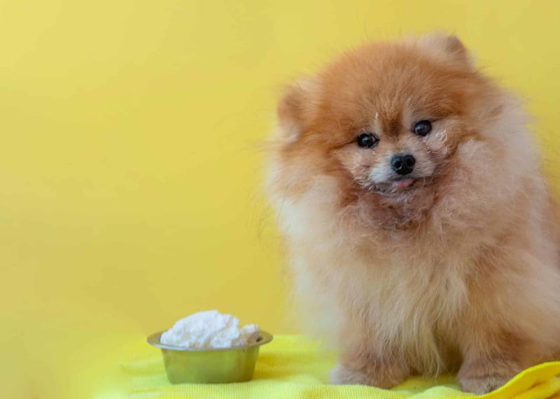 Adorable Pomeranian doggie looking at the camera with a bowl of food on bright yellow background.