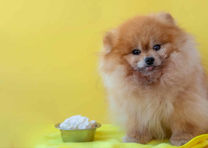 Adorable Pomeranian puppy sitting next to a food bowl on a bright yellow background.