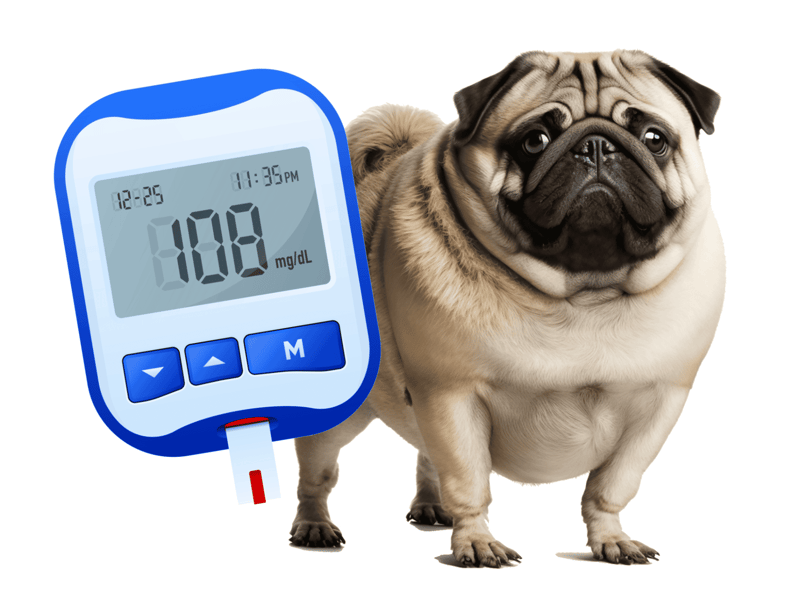Dog with glucose meter reading 108 mg/dL for diabetes management.