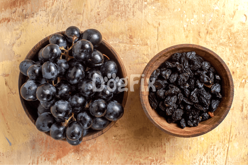 Vineyard grapes and dried raisins in wooden bowls, highlighting pet-safe and toxic foods for dogs.