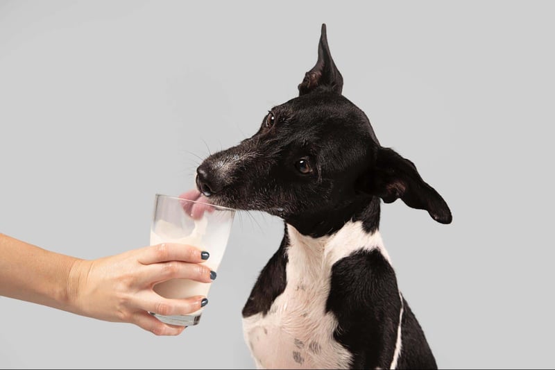 Dog drinking milk from a glass, showcasing pet care and nutrition services offered by Dogfix.com.
