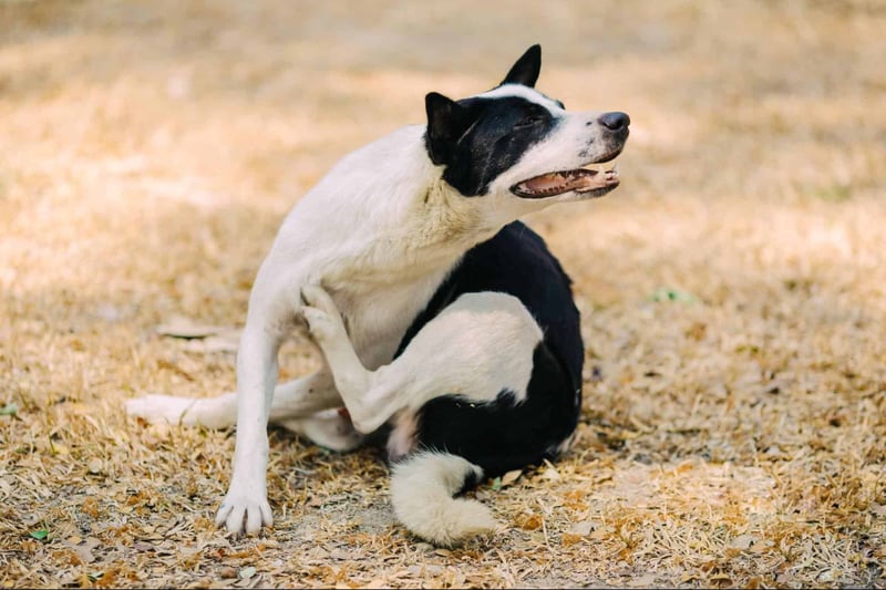 Cute black and white dog smiling on dry leaves.