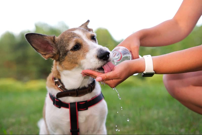 Young person gives water to a dog outdoors in a park.