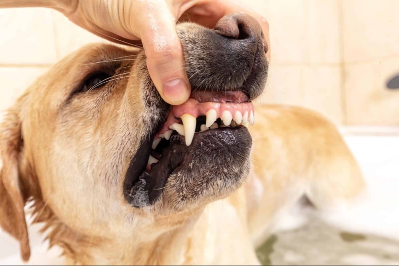 Close-up of a dog's open mouth showing healthy teeth and gums being examined.