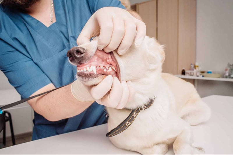 Enhanced image of a veterinarian inspecting a dog’s teeth for dental health.