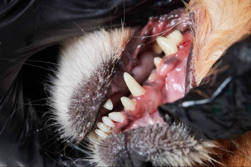 Close-up of a dog's open mouth displaying teeth and gums, emphasizing canine dental care.
