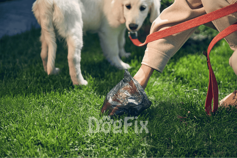 Friendly black Labrador dog playing outside on grassy field, showcasing active pet lifestyle and outdoor fun.
